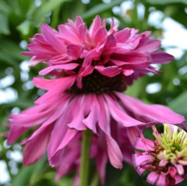 Echinacea purpurea Doubledecker - Equinácea Purpurea 'Flor em duas Camadas', Equinacia Flor de Cone 'dupla' - Image 2