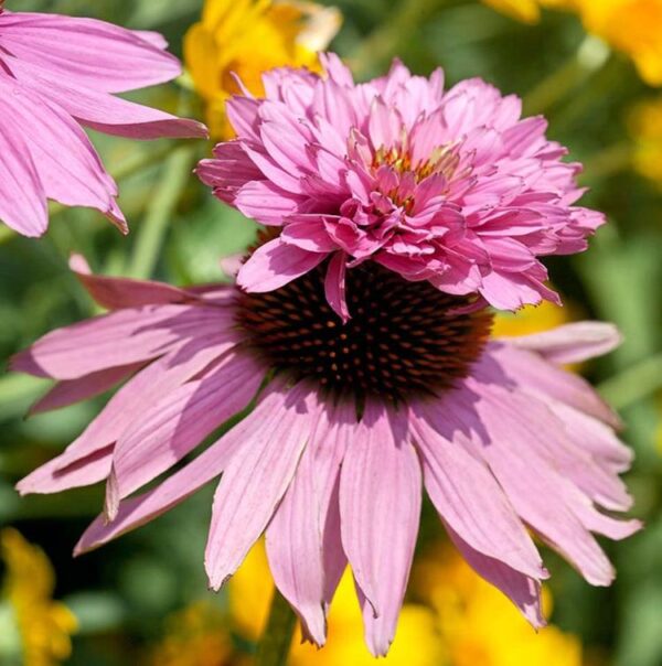 Echinacea purpurea Doubledecker - Equinácea Purpurea 'Flor em duas Camadas', Equinacia Flor de Cone 'dupla' - Image 3
