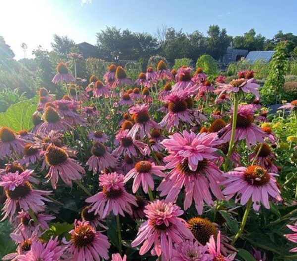 Echinacea purpurea Doubledecker - Equinácea Purpurea 'Flor em duas Camadas', Equinacia Flor de Cone 'dupla' - Image 4