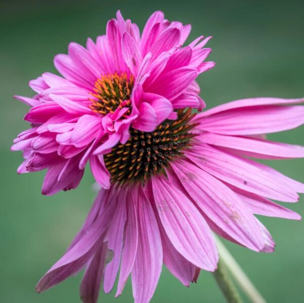 Echinacea purpurea Doubledecker - Equinácea Purpurea 'Flor em duas Camadas', Equinacia Flor de Cone 'dupla' - Image 5