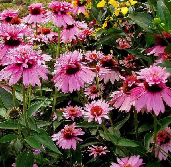 Echinacea purpurea Doubledecker - Equinácea Purpurea 'Flor em duas Camadas', Equinacia Flor de Cone 'dupla' - Image 6