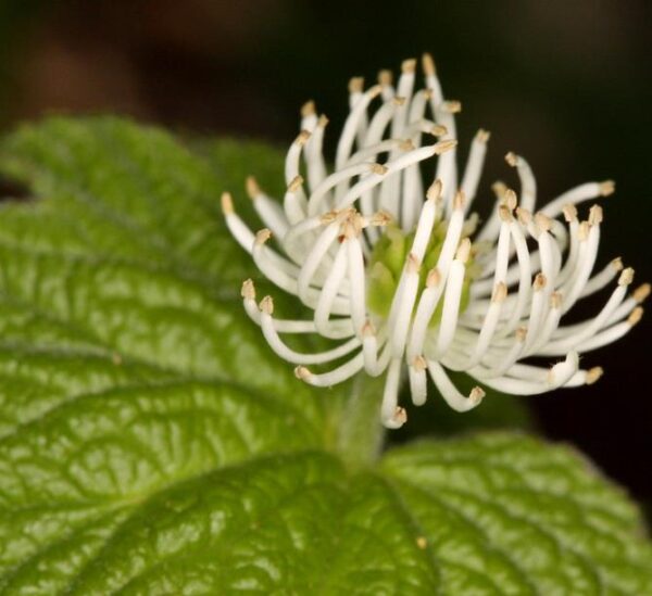 Hydrastis canadensis - Raiz dourada, Raiz de ouro, Goldenseal - Image 3