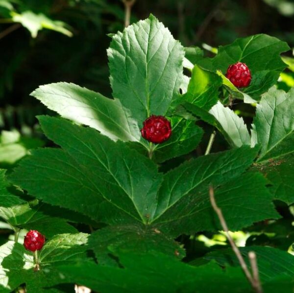 Hydrastis canadensis - Raiz dourada, Raiz de ouro, Goldenseal - Image 4