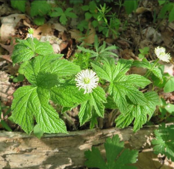 Hydrastis canadensis - Raiz dourada, Raiz de ouro, Goldenseal - Image 8