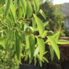 Ziziphus jujuba - Jujuba Chinesa, Jujubeira, Tâmara Vermelha, Tâmara Chinesa - Image 5