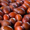 Ziziphus jujuba - Jujuba Chinesa, Jujubeira, Tâmara Vermelha, Tâmara Chinesa - Image 11