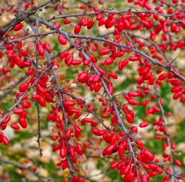 Berberis thunbergii Atropurpurea - Berberis Atropurpurea, Bérbere Japonês, Uva do Japão, Uva dos Jardins - Image 2
