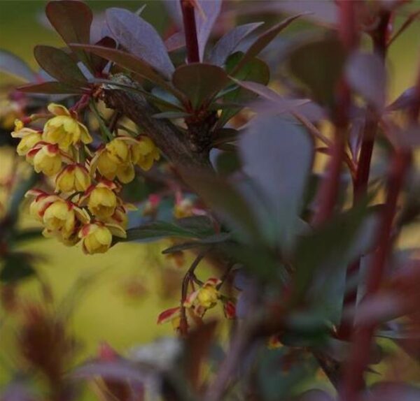 Berberis thunbergii Atropurpurea - Berberis Atropurpurea, Bérbere Japonês, Uva do Japão, Uva dos Jardins - Image 3