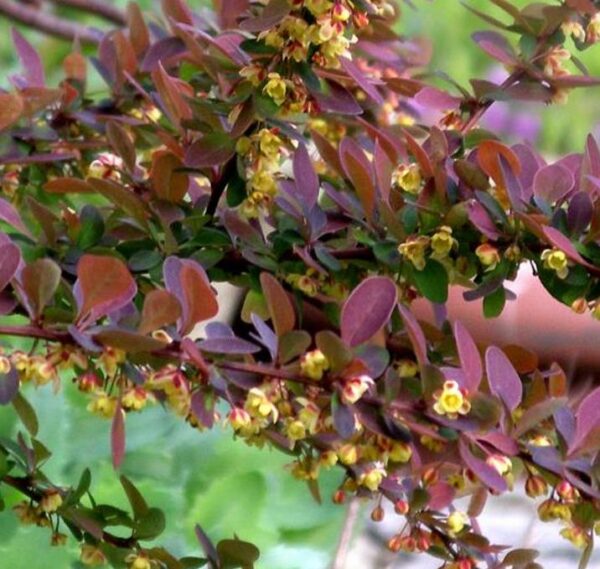 Berberis thunbergii Atropurpurea - Berberis Atropurpurea, Bérbere Japonês, Uva do Japão, Uva dos Jardins - Image 5