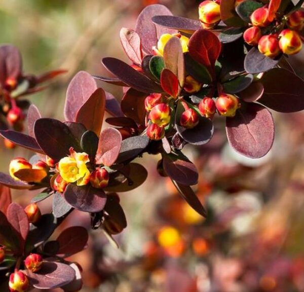 Berberis thunbergii Atropurpurea - Berberis Atropurpurea, Bérbere Japonês, Uva do Japão, Uva dos Jardins - Image 6
