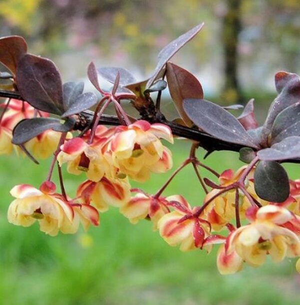 Berberis thunbergii Atropurpurea - Berberis Atropurpurea, Bérbere Japonês, Uva do Japão, Uva dos Jardins - Image 7