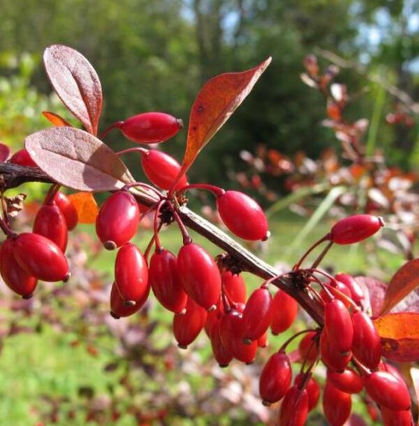 Berberis thunbergii Atropurpurea - Berberis Atropurpurea, Bérbere Japonês, Uva do Japão, Uva dos Jardins - Image 8