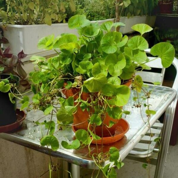 Centella asiatica - Centelha Asiática, Gotu kola, Brahmi - Image 2