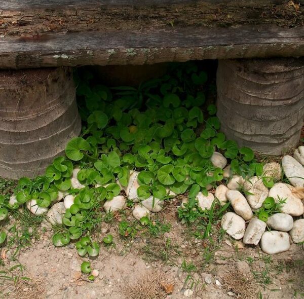 Centella asiatica - Centelha Asiática, Gotu kola, Brahmi - Image 3
