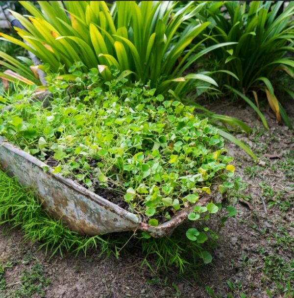 Centella asiatica - Centelha Asiática, Gotu kola, Brahmi - Image 4