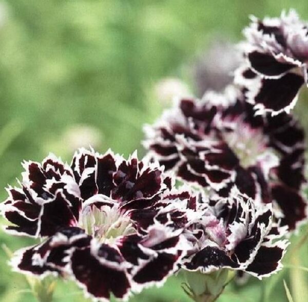 Dianthus chinensis Heddewigii Black and White Minstrels - Cravo 'Menestrel Preto E Branco', Rosa Chinesa, Rosa Indiana, Cravo da Índia - Image 7