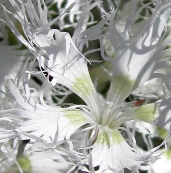 Dianthus superbus White - Flor Divina Branca, Rosa Franjada Soberba Branca, Cravo da Índia Soberbo Branco, - Image 5