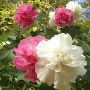 Hibiscus mutabilis - Rosa Confederada, Rosa Louca, Mimo de Vênus, Dixie Rosemalow