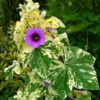 Lavatera arborea Variegata - Flor do Bispo, Lavaterra. Malva Real Arbórea, Lavatera Variegata - Image 5