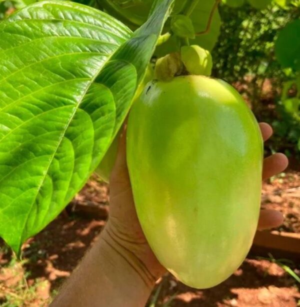 Passiflora Quadrangularis - Maracuja Gigante - Image 3