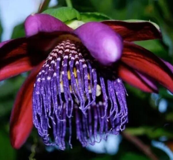 Passiflora Quadrangularis - Maracuja Gigante - Image 5