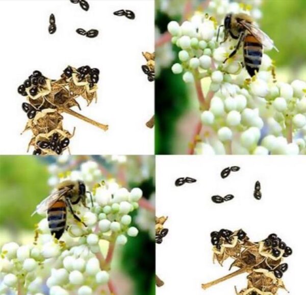 Tetradium danielli (Euodia hupehensis) - Árvore Abelha, Bee-Bee Tree, Árvore do Mel, Evodia - Image 2