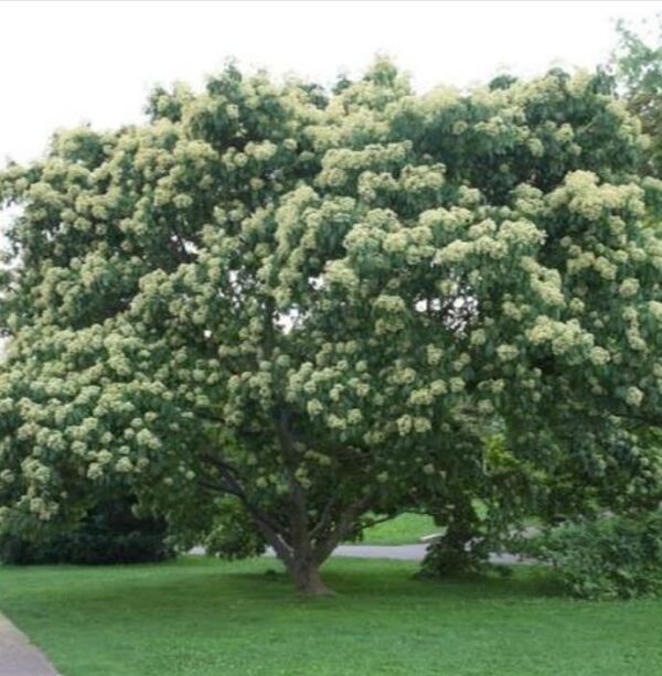 Tetradium danielli (Euodia hupehensis) - Árvore Abelha, Bee-Bee Tree, Árvore do Mel, Evodia - Image 9
