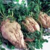Beta Vulgaris Var. Saccharifera - Beterraba açucareira, beterraba sacarina, sugar beet, betterave - Image 3