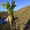 Beta Vulgaris Var. Saccharifera - Beterraba açucareira, beterraba sacarina, sugar beet, betterave - Image 4