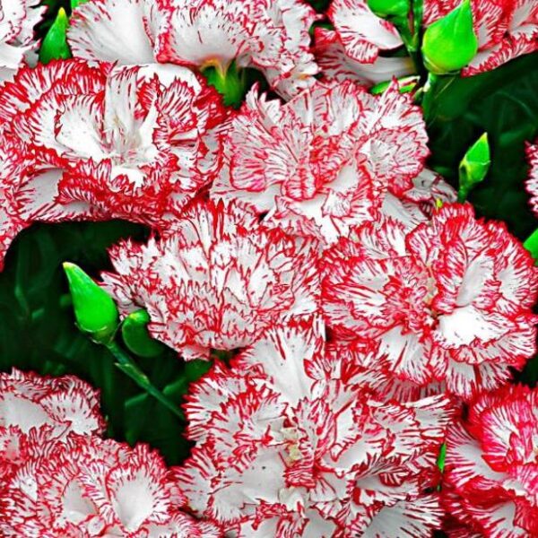 Dianthus plumarius Sonata extra double mix - Flor Divina Plumarius Sonata, Cravo Plumado Dobrado, Rosa de Plumas, Rosa Extra - Image 2