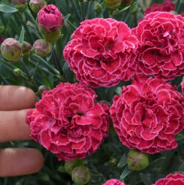 Dianthus plumarius Sonata extra double mix - Flor Divina Plumarius Sonata, Cravo Plumado Dobrado, Rosa de Plumas, Rosa Extra - Image 3