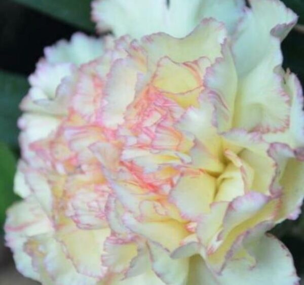 Dianthus plumarius Sonata extra double mix - Flor Divina Plumarius Sonata, Cravo Plumado Dobrado, Rosa de Plumas, Rosa Extra - Image 4