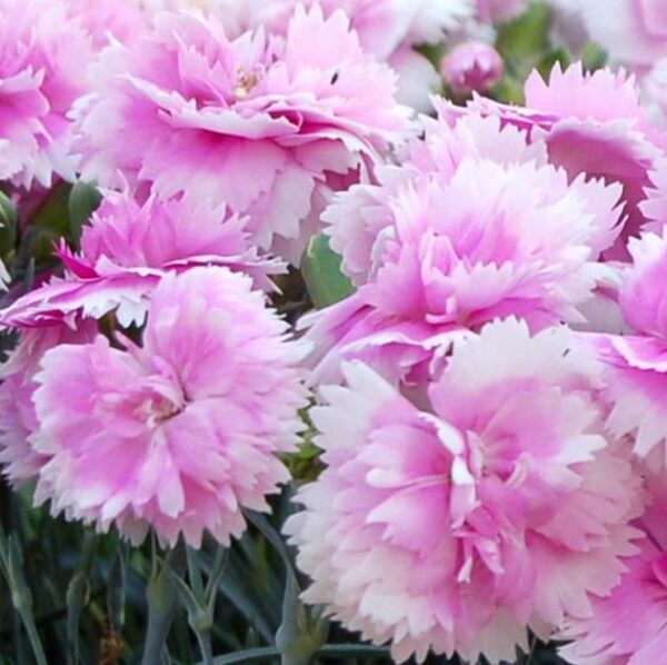 Dianthus plumarius Sonata extra double mix - Flor Divina Plumarius Sonata, Cravo Plumado Dobrado, Rosa de Plumas, Rosa Extra