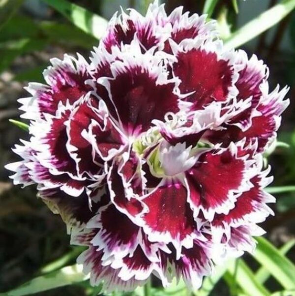 Dianthus plumarius Sonata extra double mix - Flor Divina Plumarius Sonata, Cravo Plumado Dobrado, Rosa de Plumas, Rosa Extra - Image 5
