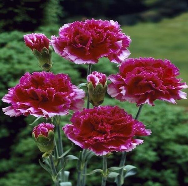 Dianthus plumarius Sonata extra double mix - Flor Divina Plumarius Sonata, Cravo Plumado Dobrado, Rosa de Plumas, Rosa Extra - Image 6