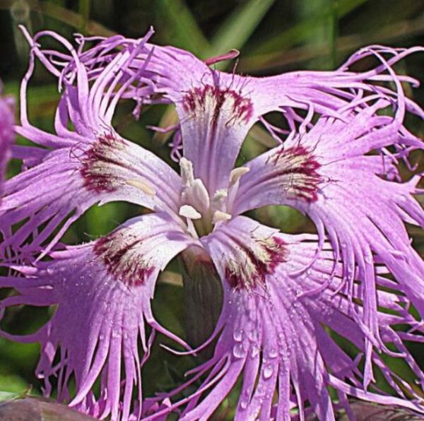 Dianthus superbus hybrids mix - Flor Divina, Rosa de Franja Soberba, Rosa Soberba, Cravo da Índia Soberbo - Image 2