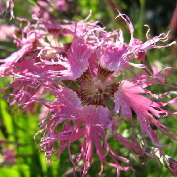 Dianthus superbus hybrids mix - Flor Divina, Rosa de Franja Soberba, Rosa Soberba, Cravo da Índia Soberbo - Image 3