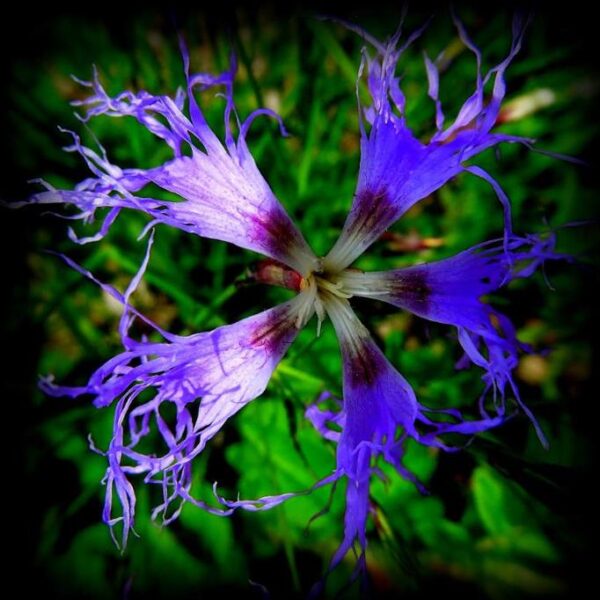 Dianthus superbus hybrids mix - Flor Divina, Rosa de Franja Soberba, Rosa Soberba, Cravo da Índia Soberbo - Image 4