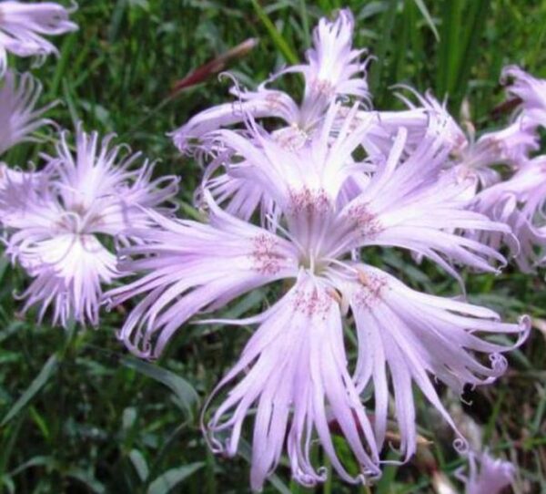 Dianthus superbus hybrids mix - Flor Divina, Rosa de Franja Soberba, Rosa Soberba, Cravo da Índia Soberbo - Image 5