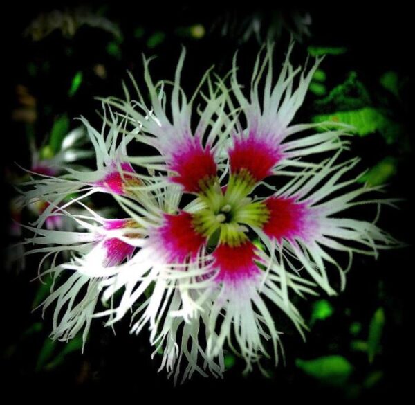 Dianthus superbus hybrids mix - Flor Divina, Rosa de Franja Soberba, Rosa Soberba, Cravo da Índia Soberbo - Image 6