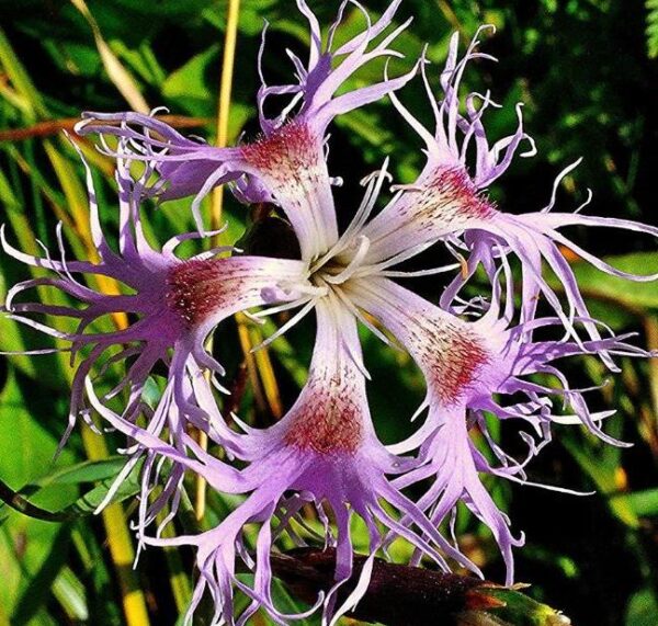 Dianthus superbus hybrids mix - Flor Divina, Rosa de Franja Soberba, Rosa Soberba, Cravo da Índia Soberbo - Image 7
