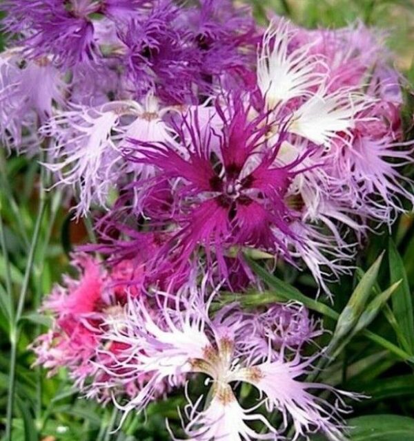 Dianthus superbus hybrids mix - Flor Divina, Rosa de Franja Soberba, Rosa Soberba, Cravo da Índia Soberbo - Image 8