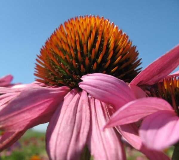 Echinacea angustifolia subsp Angustifolia - Echinacea, Equinácea, Equinacia, Flor-de-Cone, Black Sampson, Rudbeckia rouge - Image 3