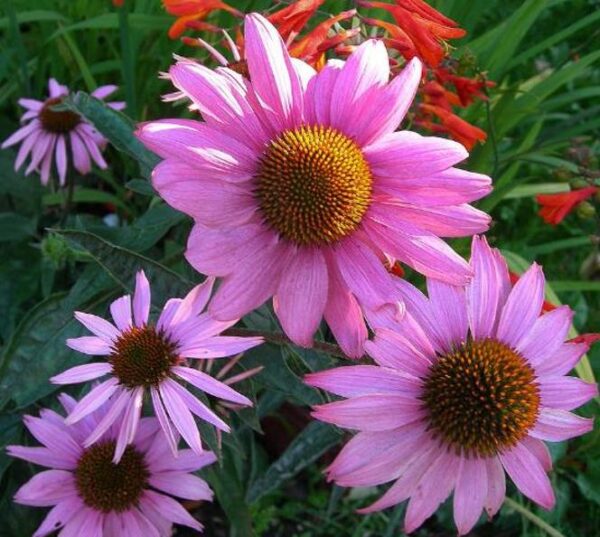Echinacea angustifolia subsp Angustifolia - Echinacea, Equinácea, Equinacia, Flor-de-Cone, Black Sampson, Rudbeckia rouge - Image 5