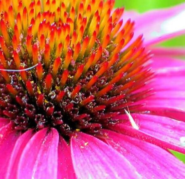 Echinacea purpurea - Flor de Cone, Echinacea ,Equinácea, Equinacia, Rudbeckia - Image 5