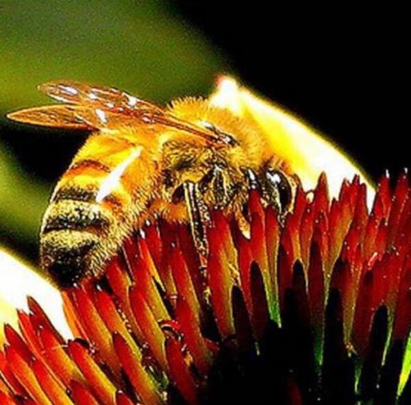 Echinacea purpurea - Flor de Cone, Echinacea ,Equinácea, Equinacia, Rudbeckia - Image 6
