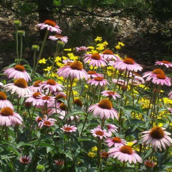 Echinacea purpurea - Flor de Cone, Echinacea ,Equinácea, Equinacia, Rudbeckia - Image 7