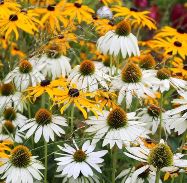 Echinacea purpurea White Swan -  Equinácea Purpúrea Cisne Branco ,Equinacia Flor de Cone Branca, White Swan Cone - Image 2