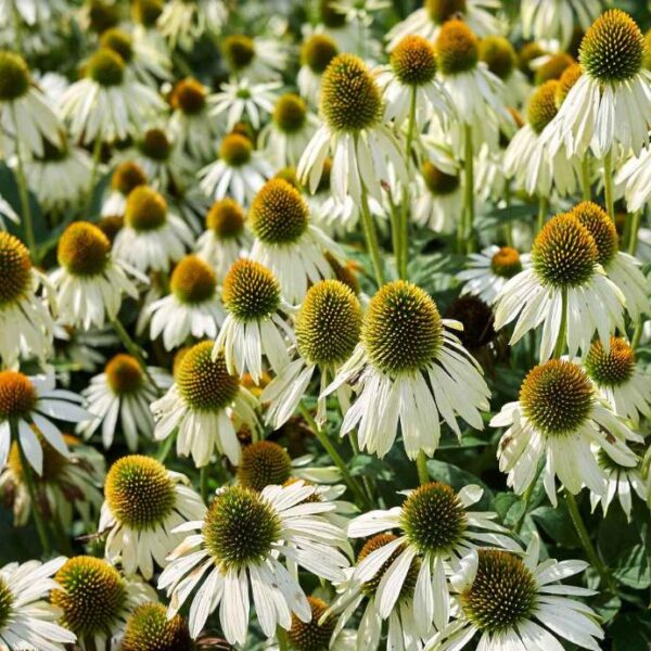 Echinacea purpurea White Swan -  Equinácea Purpúrea Cisne Branco ,Equinacia Flor de Cone Branca, White Swan Cone - Image 3