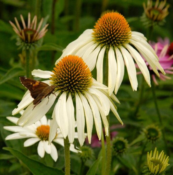 Echinacea purpurea White Swan -  Equinácea Purpúrea Cisne Branco ,Equinacia Flor de Cone Branca, White Swan Cone - Image 4